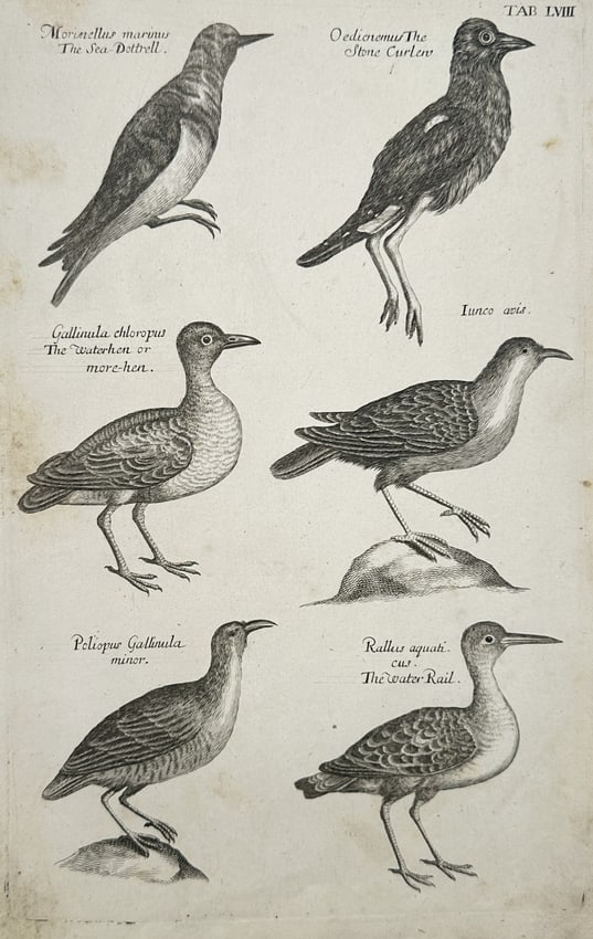 Francis Willughby – The Sea-Dottrell, Stone Curlew, Water-hen, and Water Rail (1 of 2)