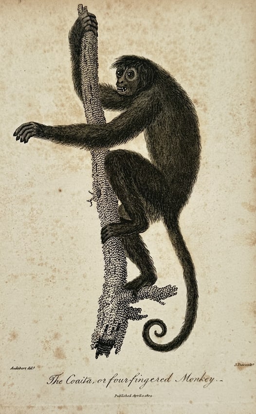 John Wilkes (1750–1810) – The Coaita, or four-fingered Monkey – Copperplate engraving (1 of 2)