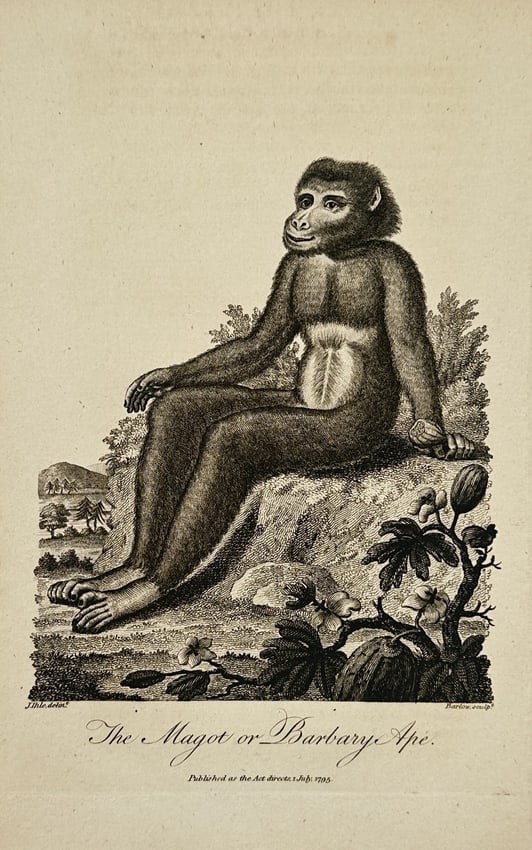 John Wilkes (1750–1810) – The Magot or Barbary Ape – Copperplate engraving (1797) (1 of 2)