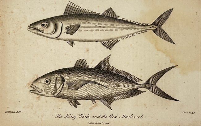 John Wilkes (1750–1810) – The King-Fish and the Red Mackarel – Copperplate engraving (1 of 2)