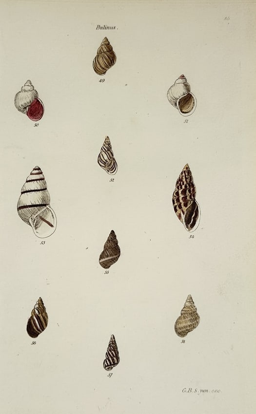 George B. Sowerby I (1788–1854) – Bulinus Shell Specimens – Hand-coloured engraving (1 of 2)