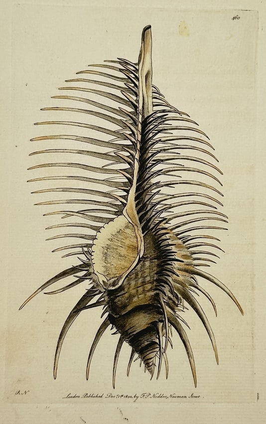Frederick Polydore Nodder (1751–1801) – Venus Comb Murex – Hand-coloured engraving (1 of 2)