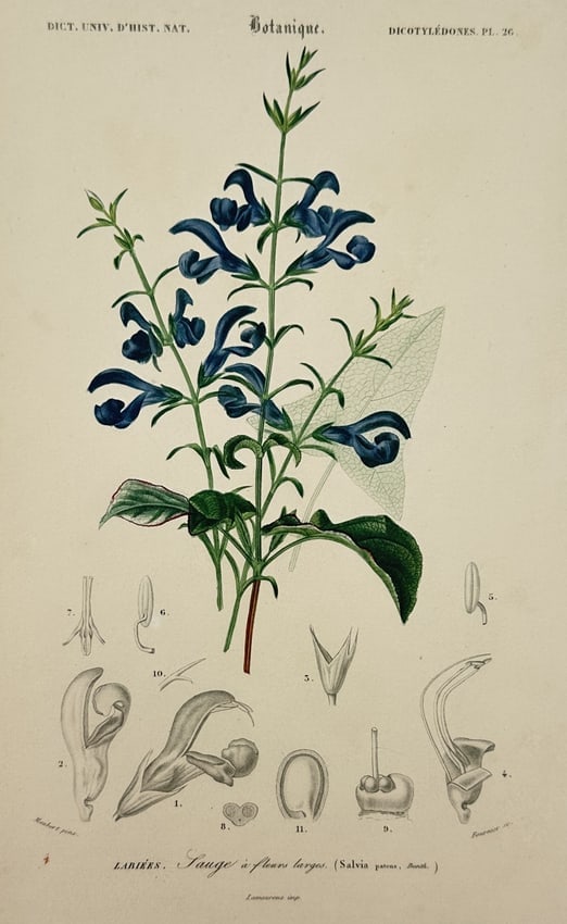 Charles Henry Dessalines d'Orbigny (1806–1876) – Large-flowered Sage – Hand-coloured engraving: "Botanique. Dicotylédones. Pl. 26. Sauge à fleurs larges (Salvia patens)" illustrates the vibrant blue blossoms and serrated green leaves of the species Salvia patens, providing a detailed anatomica