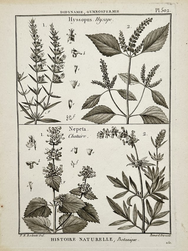 Robert Bénard (1734–1777) – View of Hyssopus and Nepeta botanical studies – Engraving: "Hyssopus Hysope; Nepeta Chataire" This engraving illustrates detailed botanical studies of two plant genera within the Lamiaceae family, featuring the tall flowering spikes and floral dissections of