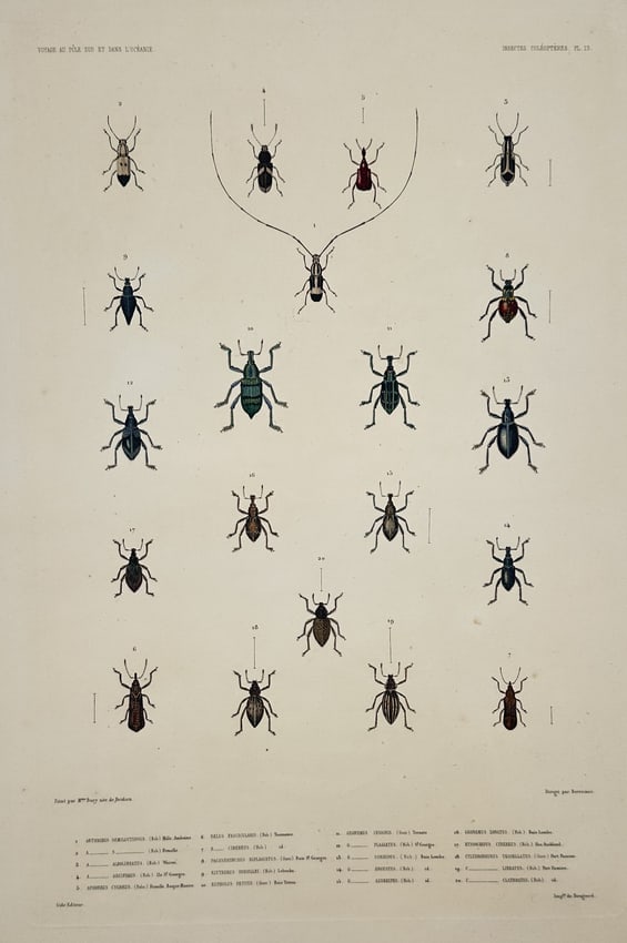 Jean-Baptiste Marie Bury – View of various coleoptera beetles – Hand-coloured engraving (1 of 2)
