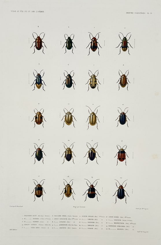 Jean-Baptiste Marie Bury – View of various leaf beetles – Hand-coloured engraving (c. 1840s): "Voyage au Pôle Sud et dans l'Océanie, Insectes Coléoptères" This hand-coloured engraving illustrates twenty species of leaf beetles from the family Chrysomelidae, rendered in vibrant metallic gre
