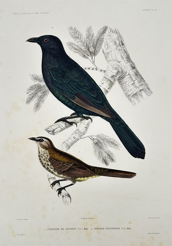 Jean-Baptiste Marie Bury – View of Turdoide de Gourdin and Stourne Fulvipenne (1 of 2)