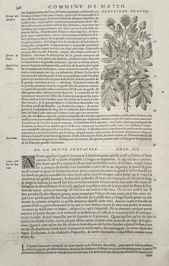 Pietro Andrea Mattioli (1501–1577) – View of Great Centaury (Centavree Grande) – Woodcut (1 of 2)