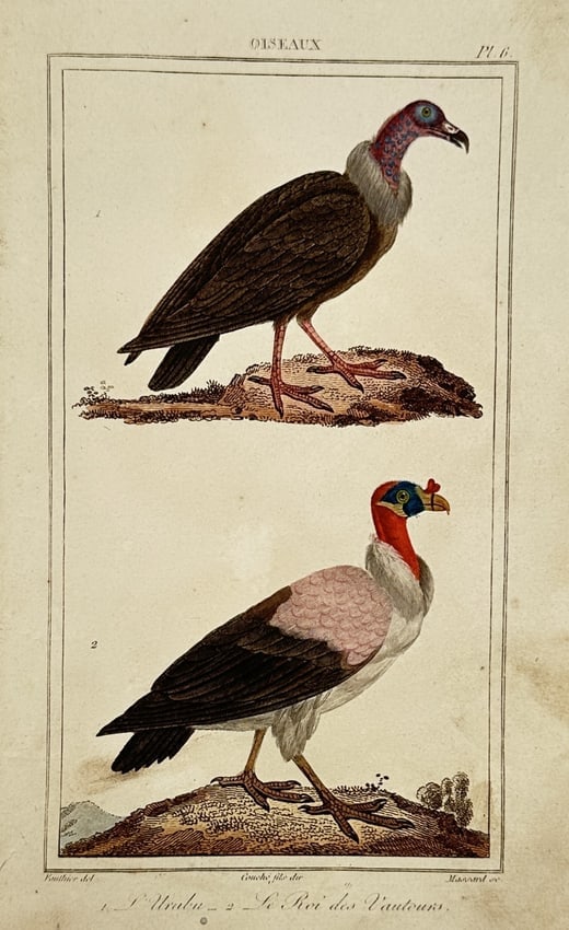 Georges-Louis Leclerc, Comte de Buffon – Study of the King Vulture and Urubu (1 of 2)