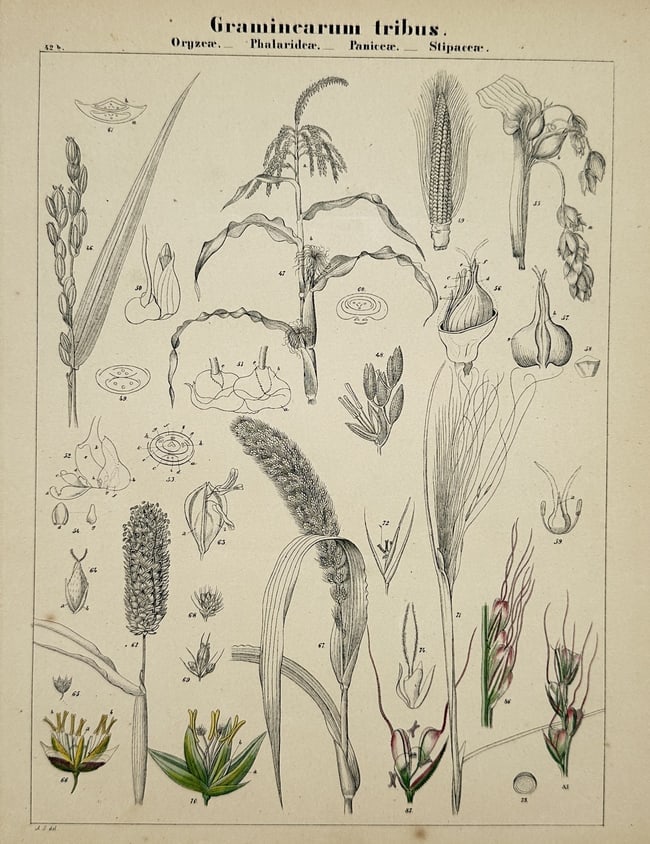 Adalbert Schnizlein (1814–1868) – Botanical Study of Grasses – Hand-coloured lithograph (1 of 2)