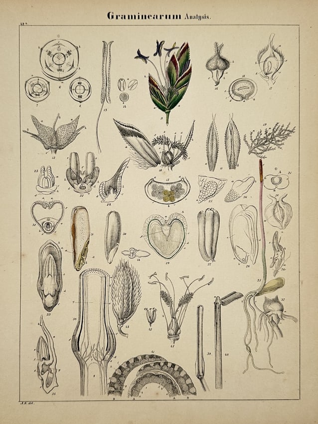 Adalbert Schnizlein (1814–1868) – Botanical Analysis of Grasses – Hand-coloured lithograph (1 of 2)