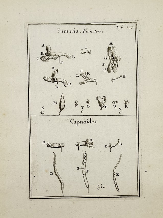 Joseph Pitton de Tournefort (1656-1708) – Botanical Study of Fumaria and Capnoides – Etching: "Fumaria. Fumeterre" and "Capnoides" depicts two distinct botanical genera with various anatomical details. The upper section illustrates the floral components of fumitory, including seeds and individ