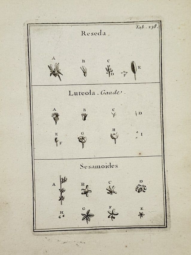 Joseph Pitton de Tournefort (1656-1708) – Botanical Study of Reseda and Sesame – Etching (1 of 2)