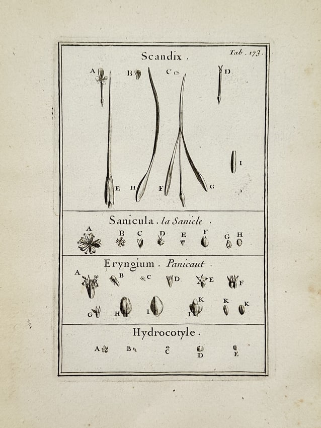 Joseph Pitton de Tournefort (1656-1708) – Botanical Study of Shepherds Needle and Pennywort (1 of 2)