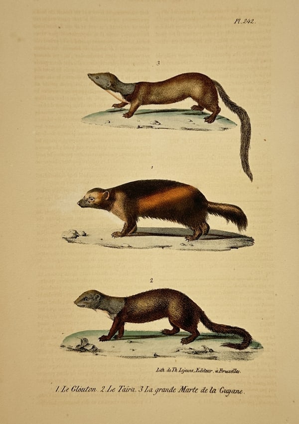 George-Louis Leclerc, Comte de Buffon – The Wolverine, Tayra, and Greater Grison (1 of 2)