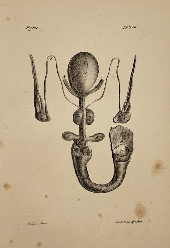George-Louis Leclerc, Comte de Buffon – Anatomical Study of a Hyena – Lithograph (1 of 2)
