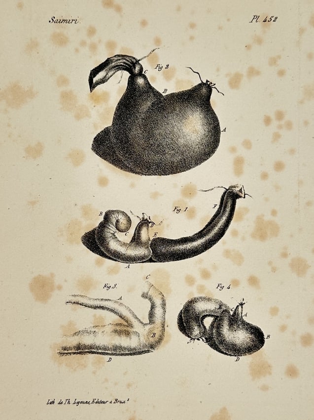George-Louis Leclerc, Comte de Buffon – Anatomical Study of a Squirrel Monkey – Lithograph (1 of 2)