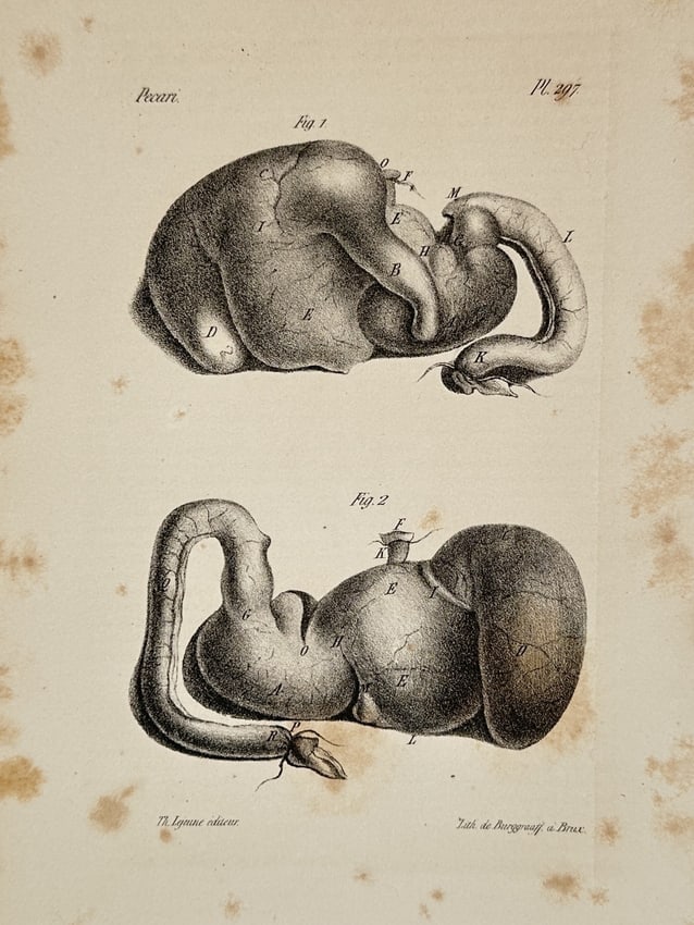 George-Louis Leclerc, Comte de Buffon – Anatomical Study of a Peccary – Lithograph (1 of 2)
