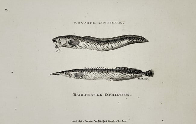George Shaw (1751–1813) – Bearded Ophidium and Rostrated Ophidium – Engraving (1803) (1 of 2)
