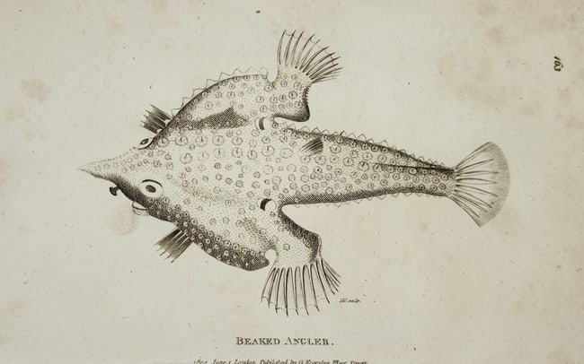 George Shaw (1751–1813) – Beaked Angler – Etching (1804) (1 of 2)