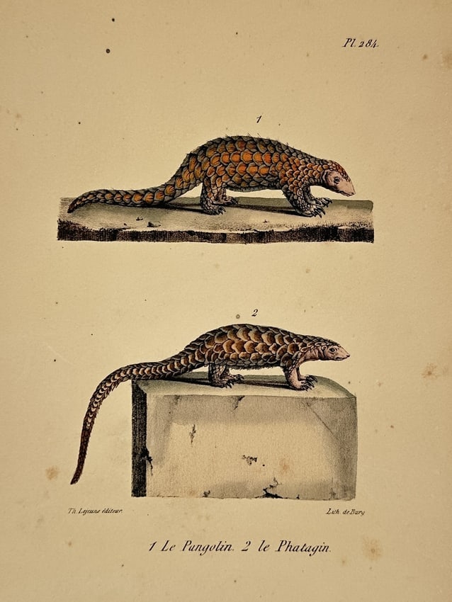 George-Louis Leclerc, Comte de Buffon – The Pangolin and the Phatagin – Hand-coloured lithograph: "1 Le Pangolin. 2 le Phatagin." presents two species of scaly anteaters positioned one above the other in a naturalistic display. The upper figure depicts the giant pangolin shown in profile with its 