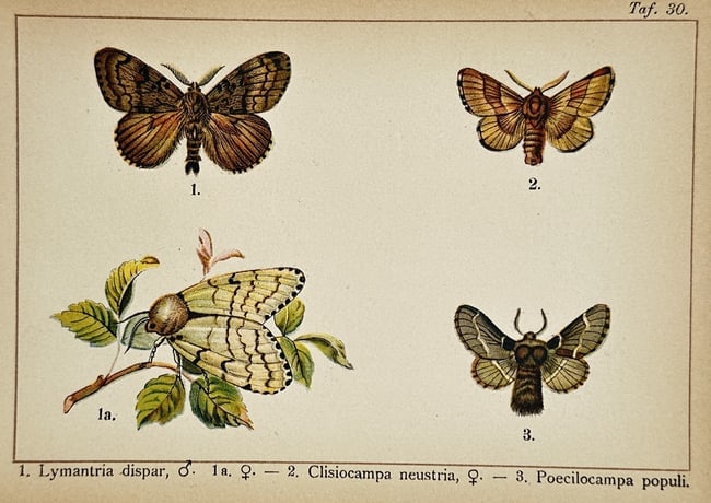 Gottfrid Adlerz (1858–1918) – Study of Gypsy, Lackey, and December Moths – Lithograph (1 of 2)