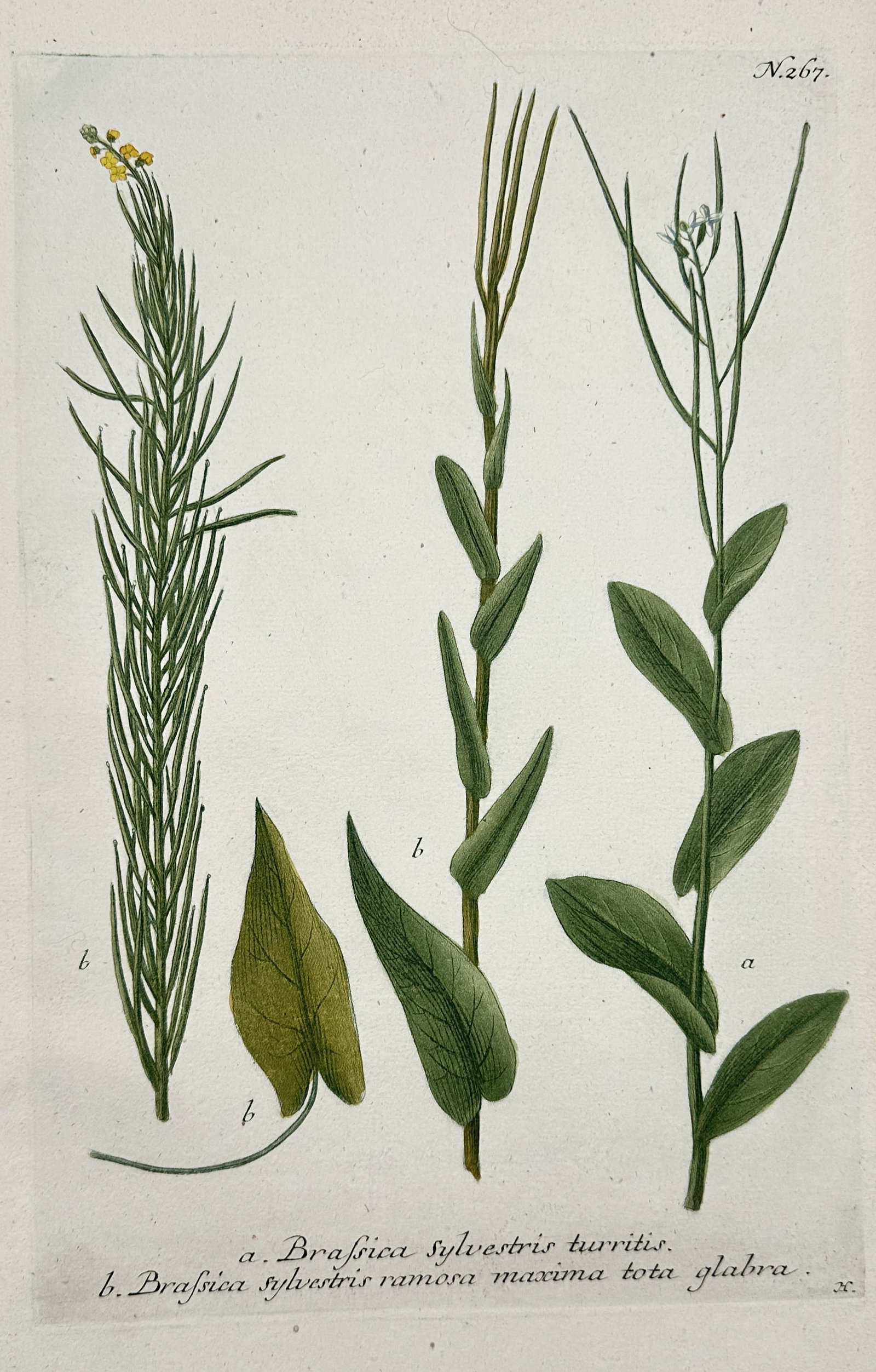 Johann Wilhelm Weinmann – Botanical Study of Tower Mustard and Wild Cabbage Varieties: "Brassica sylvestris turritis / Brassica sylvestris ramosa maxima tota glabra" This hand-coloured mezzotint engraving illustrates several wild members of the Brassicaceae family, showcasing the vertic