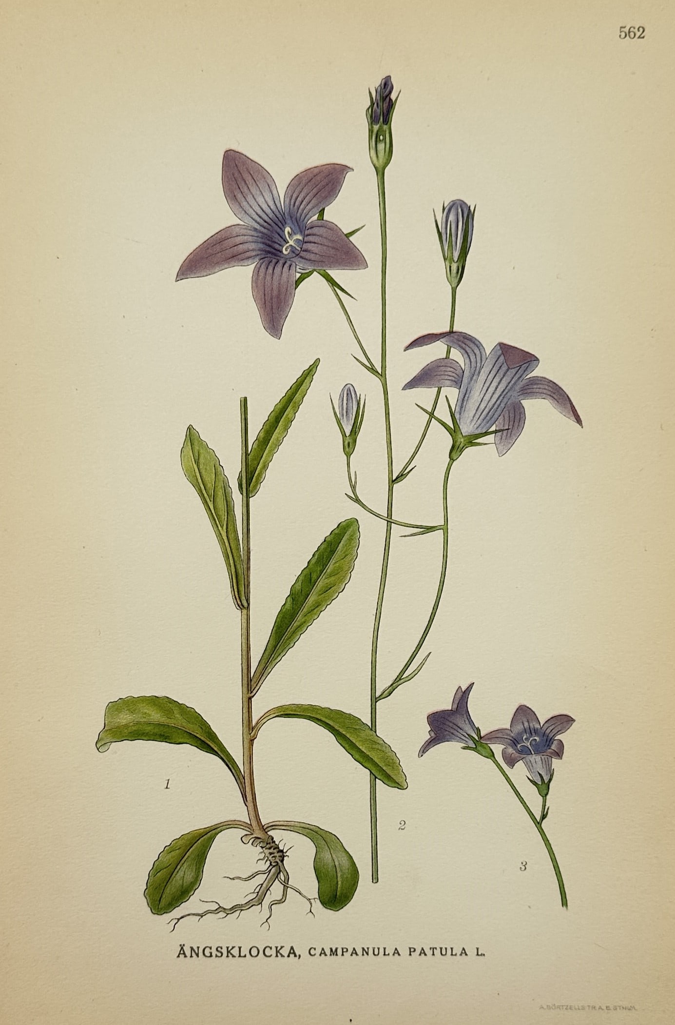 Carl Lindman (1856 – 1928) – Botanical Study of the Spreading Bellflower – Chromolithograph: "Ängsklocka, Campanula Patula L." This chromolithograph illustrates the spreading bellflower, featuring its slender stems, star-shaped violet blossoms, and basal leaf rosette, including a detailed vi