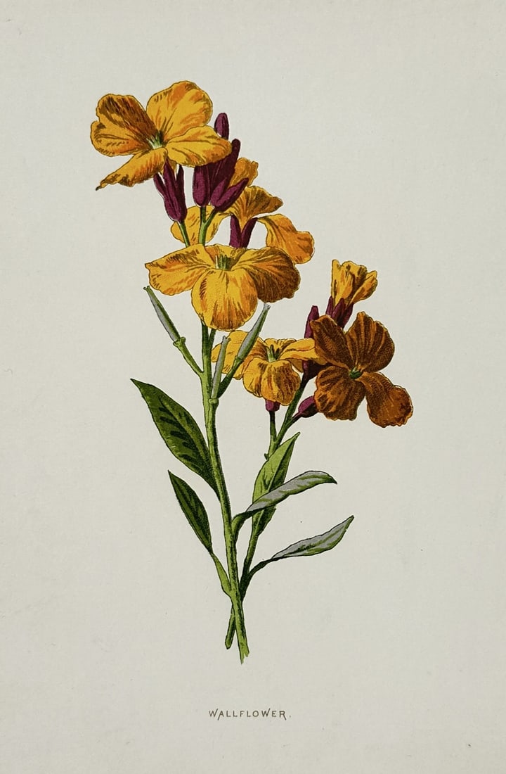 Frederick Edward Hulme (1841 – 1909) – Botanical Study of the Wallflower – Chromolithograph: "Wallflower" This chromolithograph illustrates a flowering sprig of the wallflower, depicting its vibrant yellow and orange petals and dark purple buds, from the work Familiar Wild Flowers published i