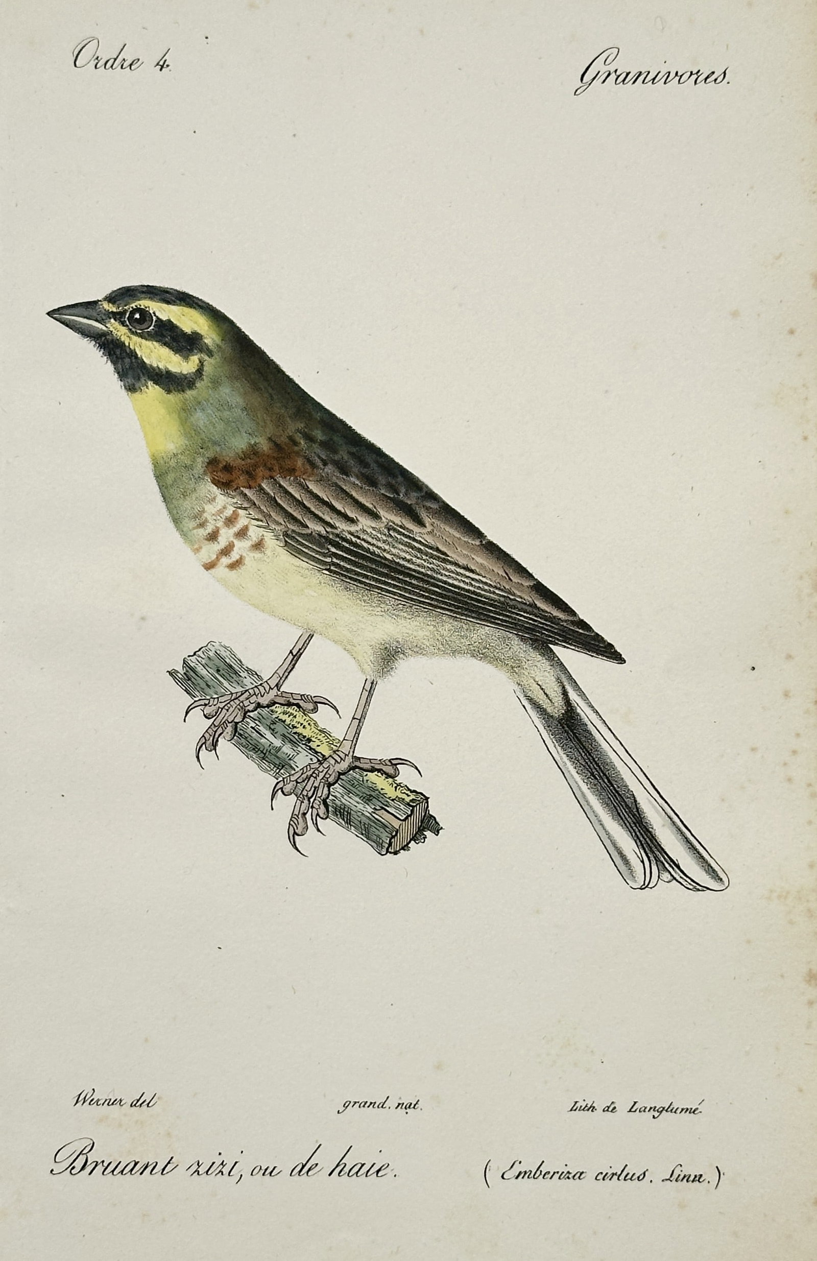 Jean-Charles Werner (1798–1856) – Cirl Bunting – Hand-coloured lithograph (1828): "Bruant zizi, ou de haie" portrays a cirl bunting perched on a mossy wooden branch, rendered at its natural size. The illustration captures the bird's distinctive plumage, including the yellow stripes