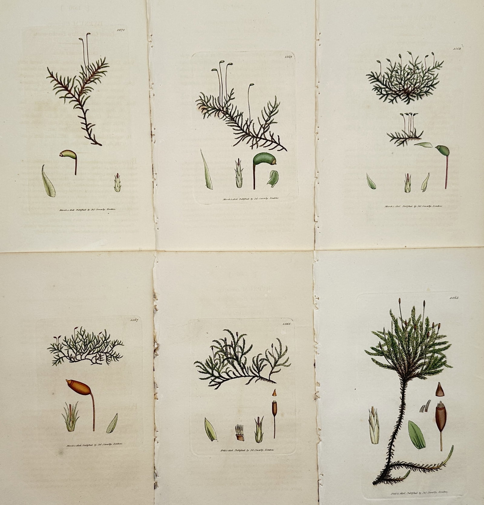 James Sowerby – Set of 6: Studies of British Mosses – Hand-coloured copper engraving (1800): "Studies of British Mosses" presents a systematic visual survey of various bryophyte species, each plate dedicated to the precise anatomical representation of a specific moss. The set includes detaile