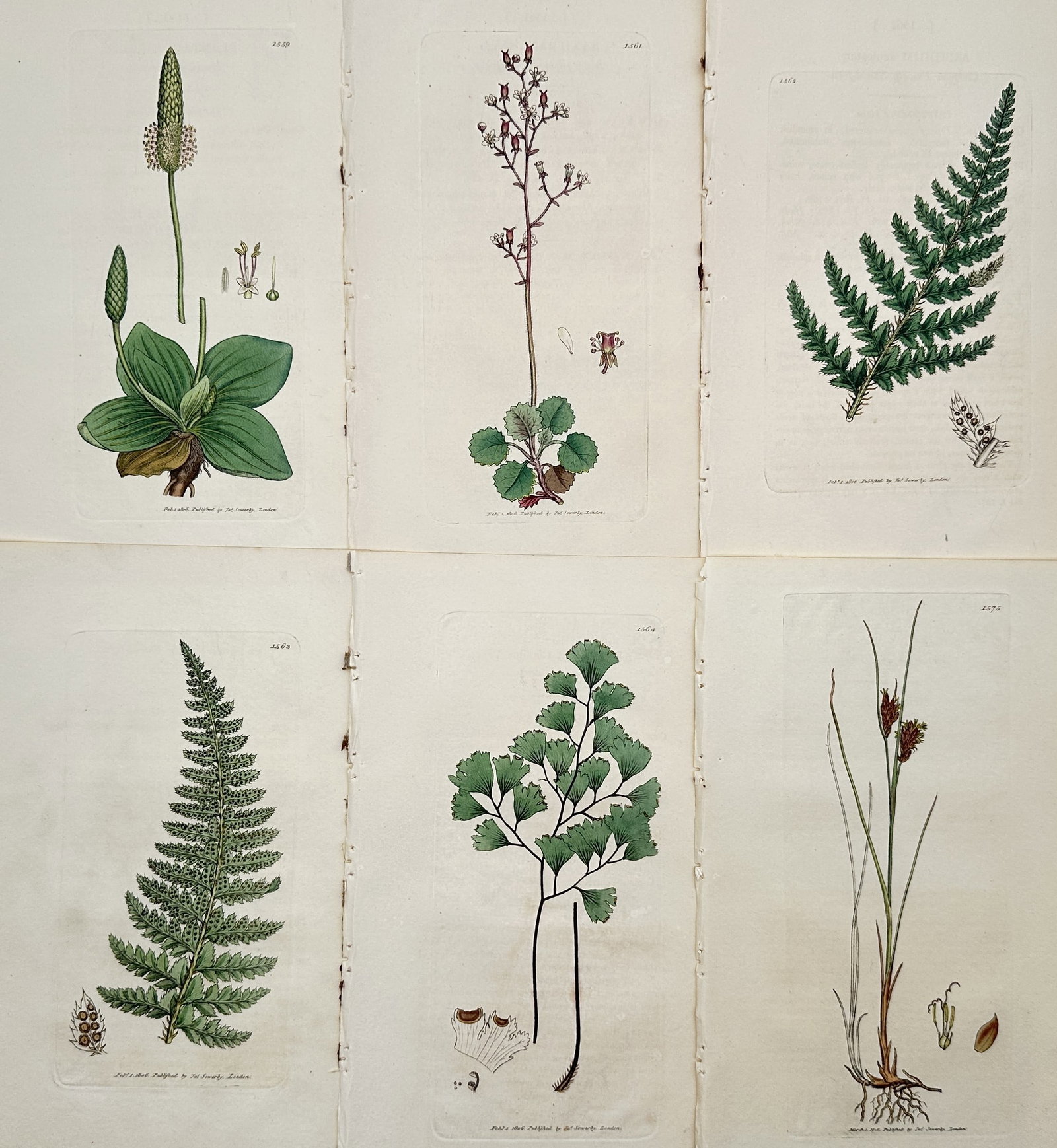 James Sowerby – Set of 6: Studies of British Ferns and Flowering Plants – Hand-coloured copper: "Studies of British Ferns and Flowering Plants" presents a systematic botanical survey of diverse native species, including varieties of ferns such as the maidenhair and buckler fern, alongside flower