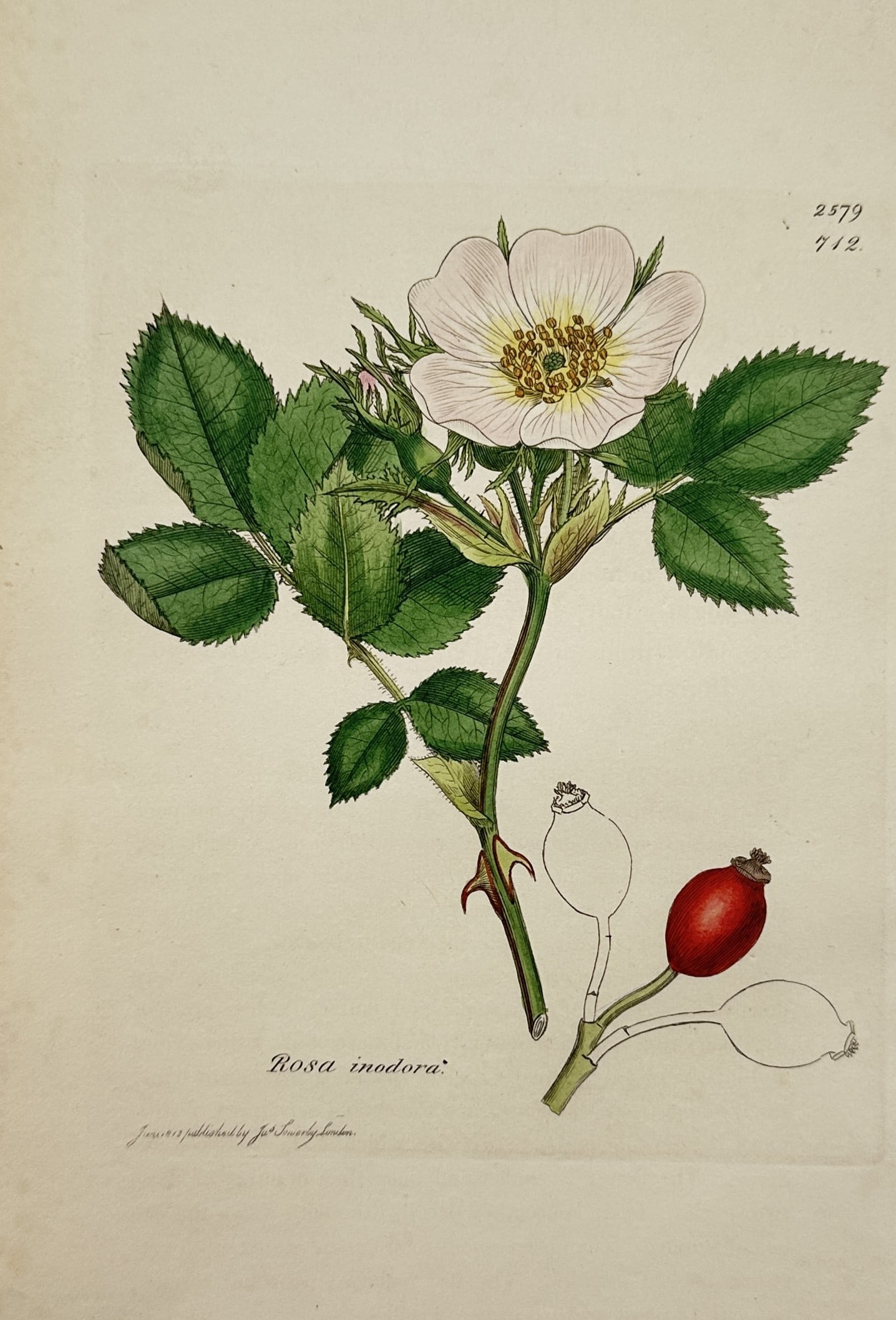 James Sowerby (1757–1822) – Rosa inodora (Scentless Rose) – Hand-coloured copper engraving: "Rosa inodora" illustrates a flowering stem of a wild rose species, featuring a delicate white blossom with prominent yellow stamens alongside serrated green foliage and a ripened red rose hip. The wo