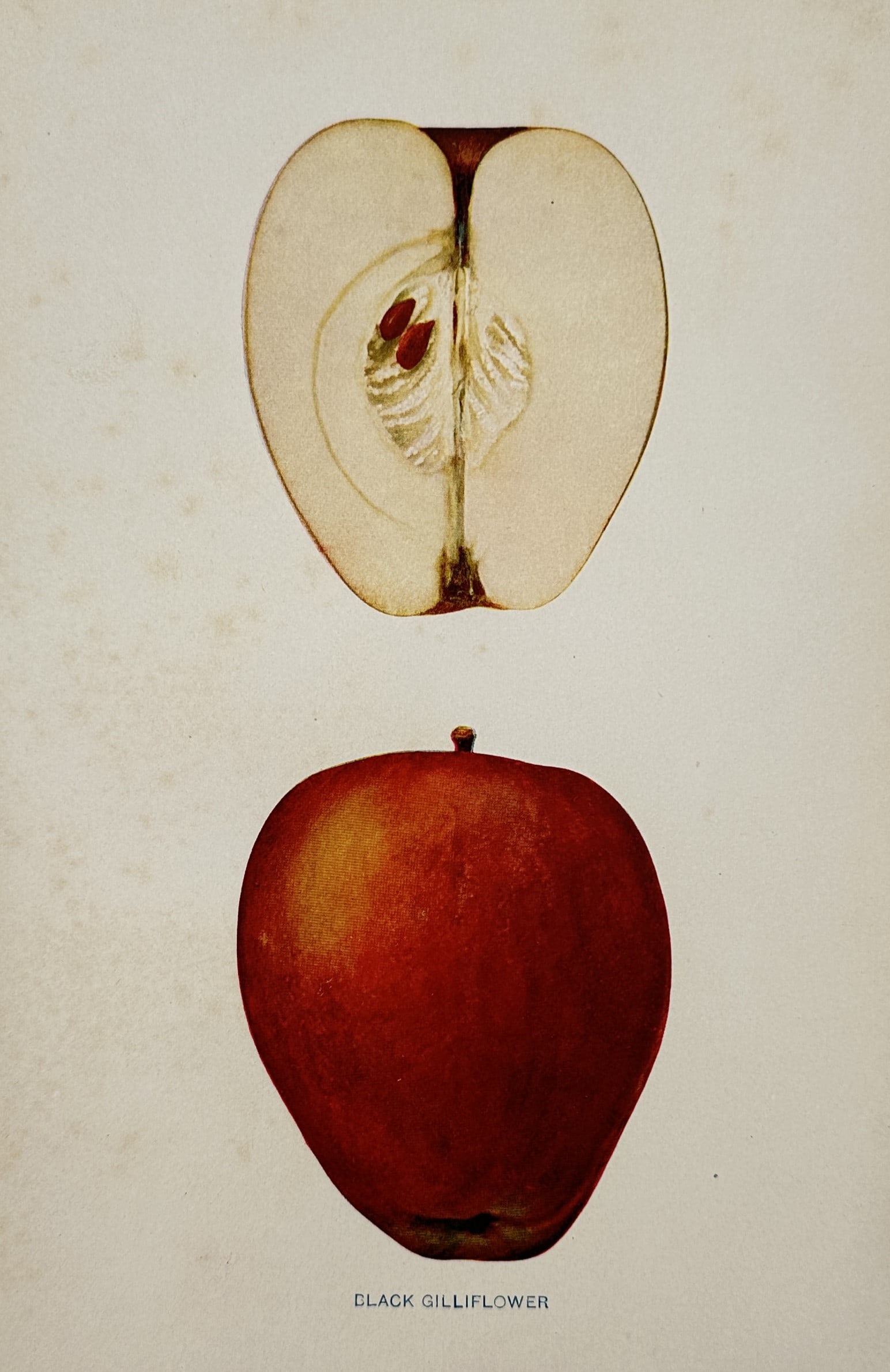 Spencer Ambrose Beach (1860–1922) – View of a Black Gilliflower Apple – Chromolithograph: "The Apples of New York" is a plate featuring a longitudinal section and a whole specimen of the Black Gilliflower apple, a variety distinguished by its oblong shape and dark red skin, sourced from th