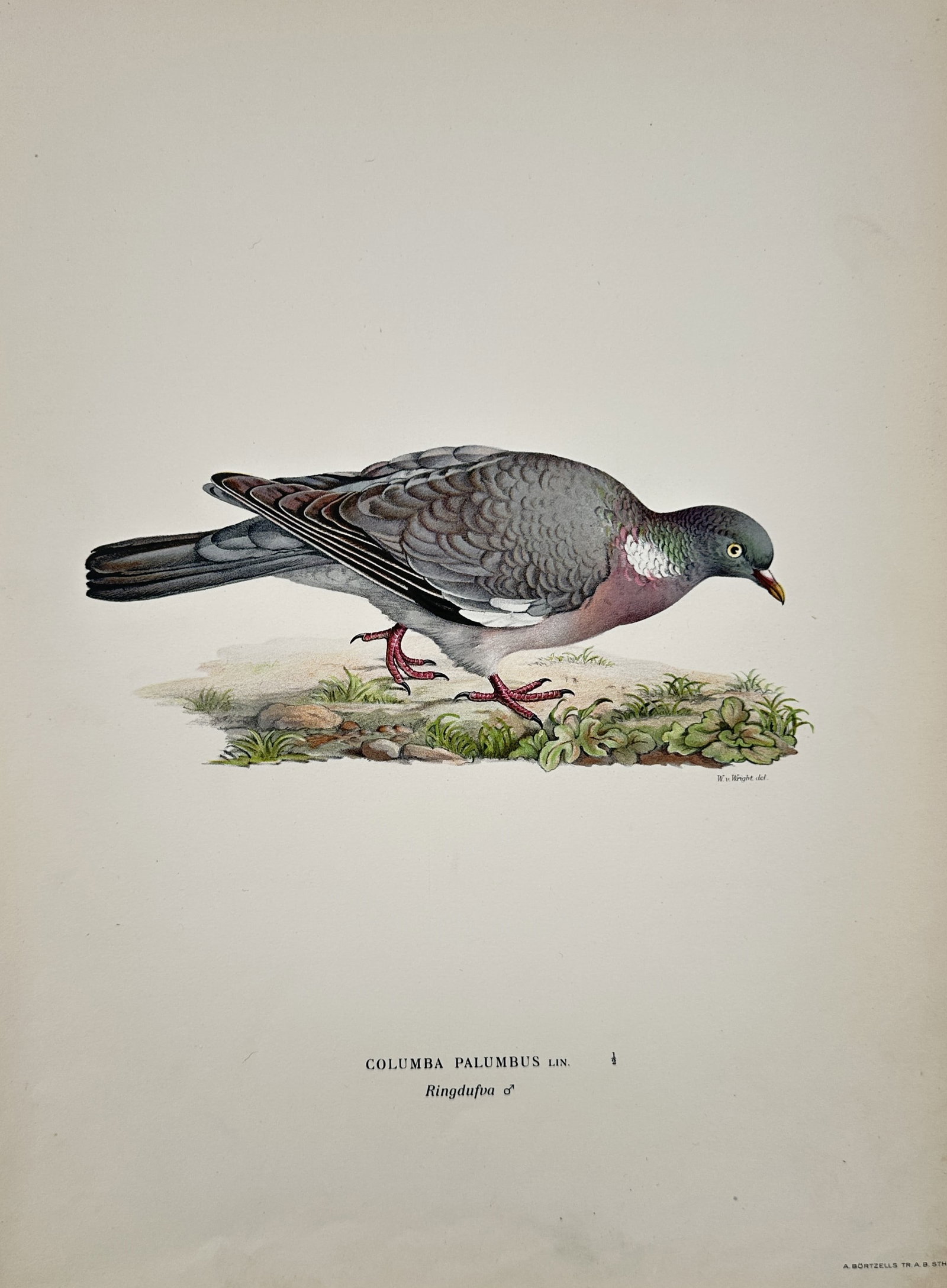 Magnus von Wright (1805–1867) – View of Columba palumbus, Common Wood Pigeon – Lithograph: columba palumbus is a lithograph depicting a common wood pigeon in a walking pose showing its characteristic grey plumage vinous pink breast and the distinctive white patch on the side of the neck sou