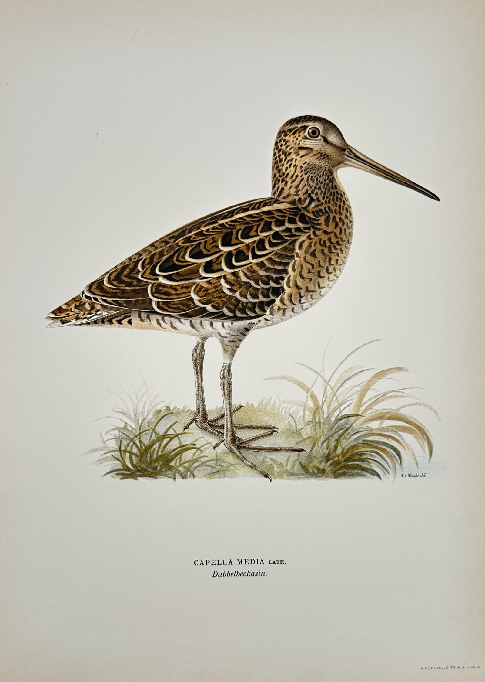 Magnus von Wright (1805–1867) – View of Gallinago media, Great Snipe – Lithograph (1927): "Capella media" is a lithograph depicting a great snipe standing in a grassy marshland, showing its stocky build, long straight bill, and intricately barred brown and buff plumage, sourced from the re