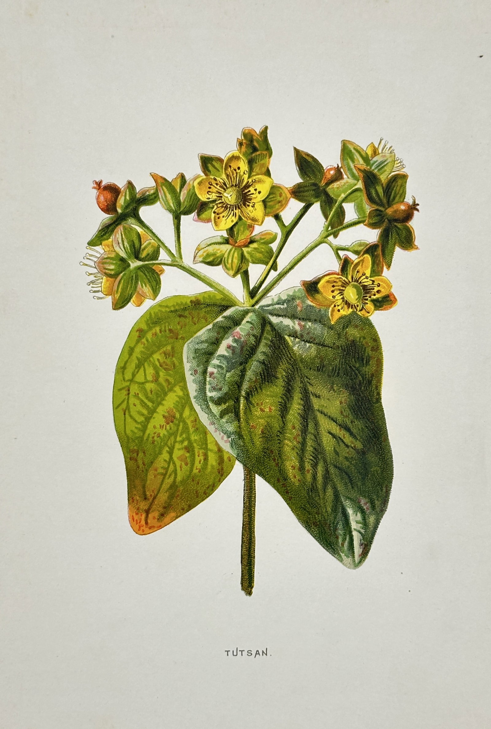 Frederick Edward Hulme (1841–1909) – View of Tutsan – Chromolithograph (c. 1880): "Tutsan" is a chromolithograph illustrating the bright yellow flowers, prominent stamens, and berry-like fruit of the Hypericum androsaemum, sourced from the popular botanical series Familiar Wild Flo