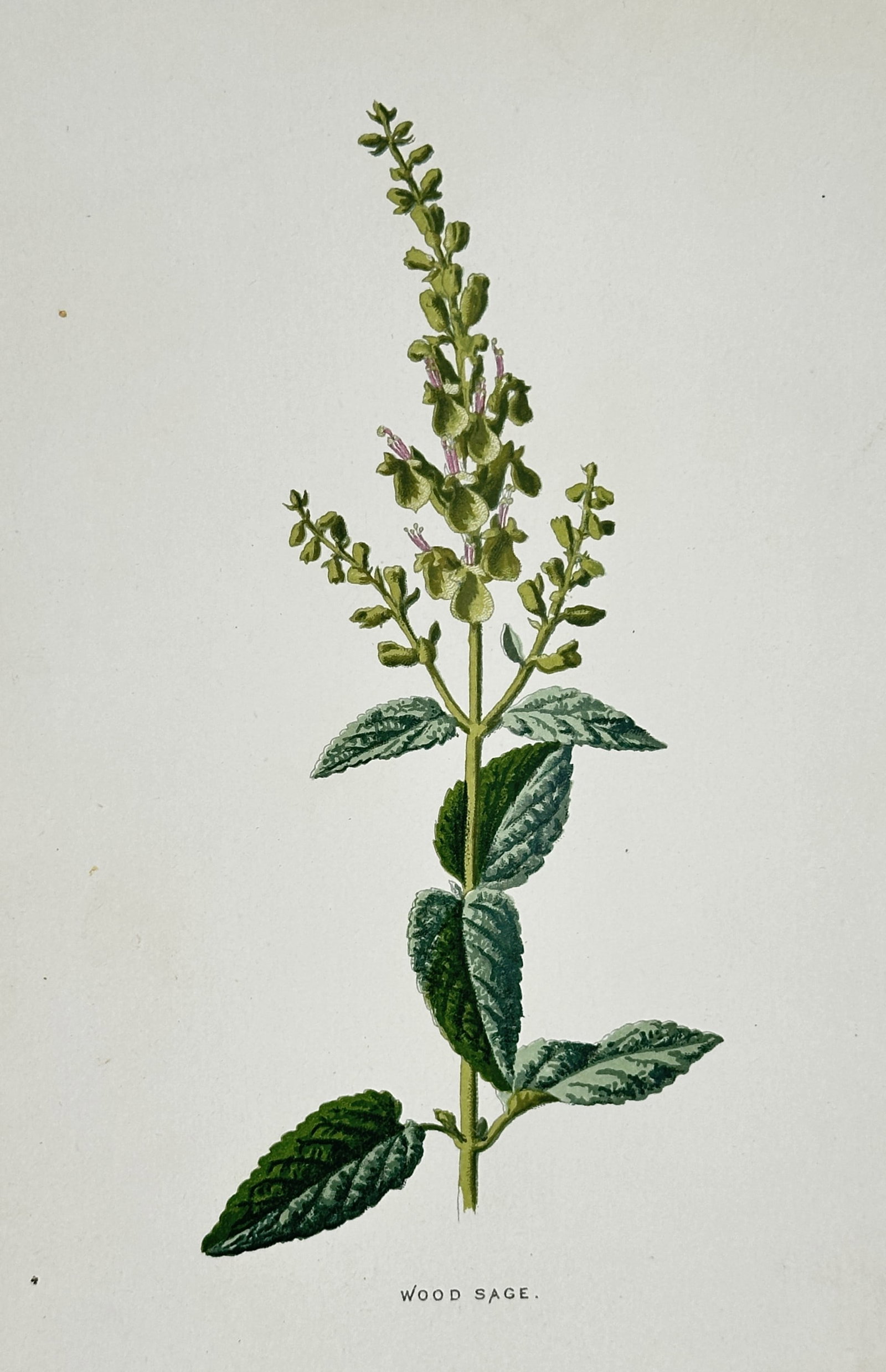 Frederick Edward Hulme (1841–1909) – View of Wood Sage – Chromolithograph (c. 1880): "Wood Sage" is a chromolithograph illustrating the greenish-yellow flowers and crinkled, heart-shaped leaves of the Teucrium scorodonia, sourced from the popular botanical series Familiar Wild Flowers
