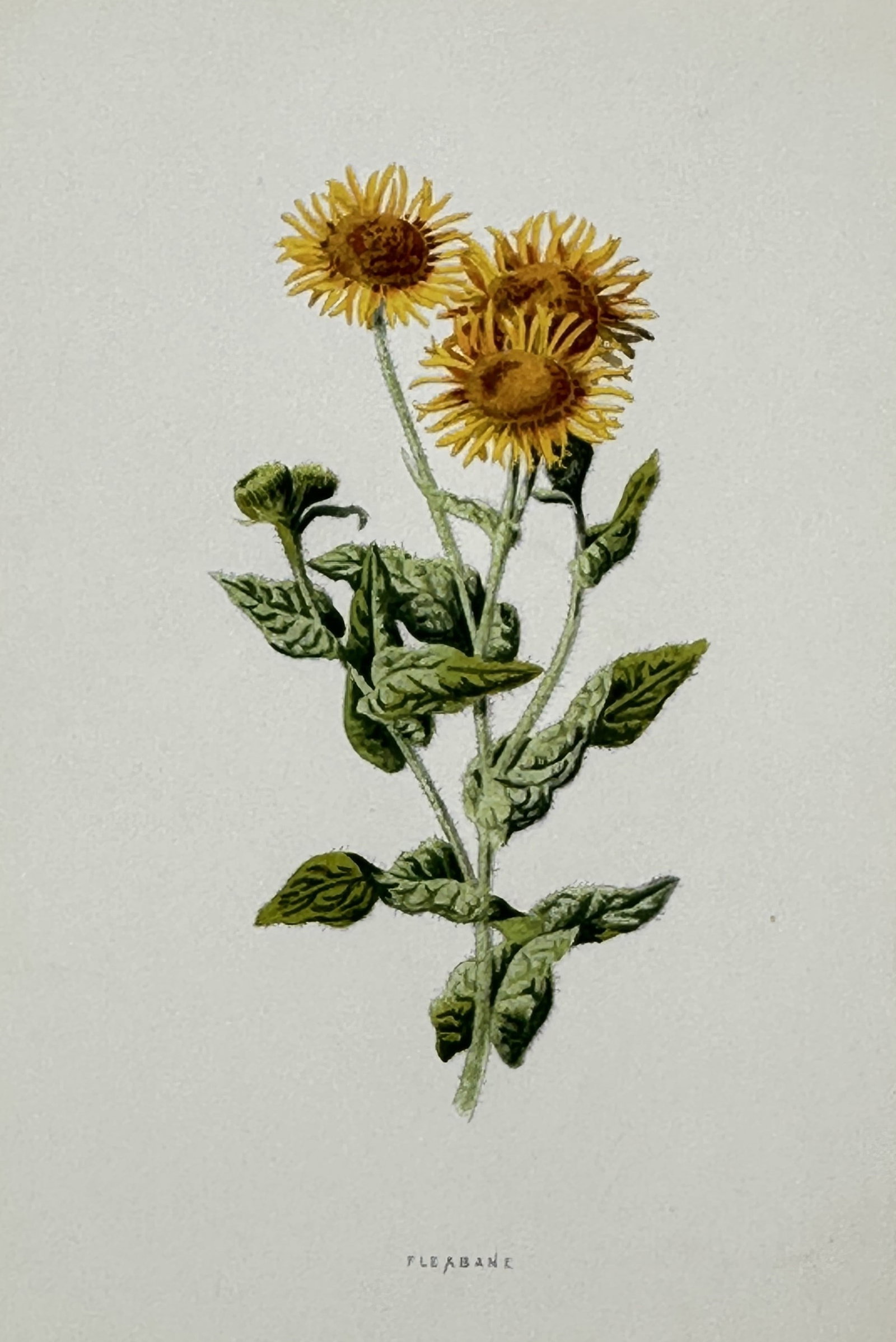 Frederick Edward Hulme (1841–1909) – View of Fleabane – Chromolithograph (c. 1880): "Fleabane" is a chromolithograph illustrating the bright yellow composite flower heads and hairy, lance-shaped leaves of the Pulicaria dysenterica, sourced from the popular botanical series Familiar W