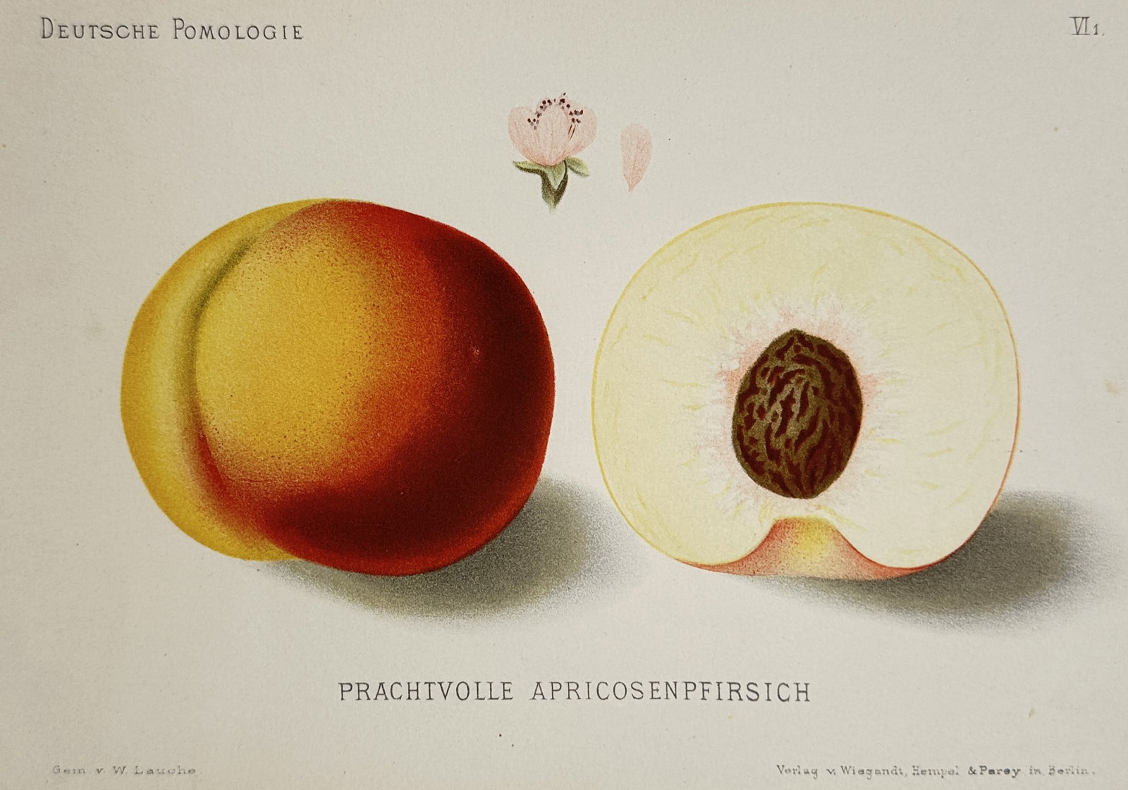 Wilhelm Lauche (1827–1883) – View of Prachtvolle Apricosenpfirsich – Chromolithograph (1882): "Prachtvolle Apricosenpfirsich" is a chromolithograph depicting a whole peach with vibrant red and yellow skin alongside a cross-section showing the pit and pale flesh, sourced from the series Deutsch