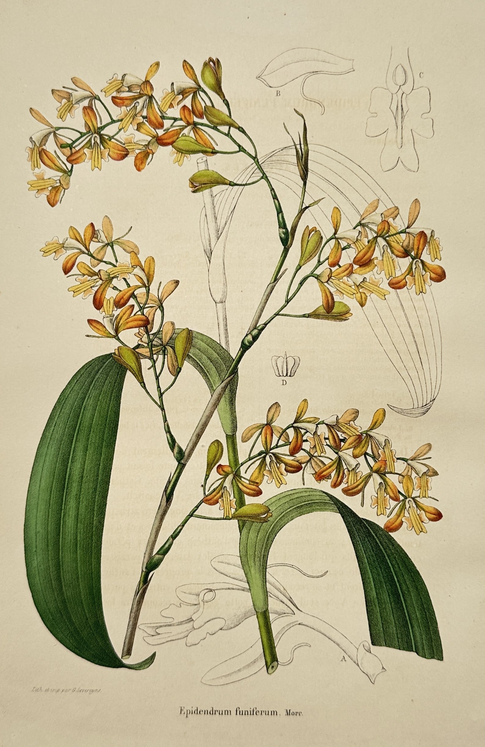 Guillaume Albert Charles Severeyns – View of Epidendrum funiferum – Chromolithograph (c. 1870): "Epidendrum funiferum, Morr." is a chromolithograph illustrating an orchid with clusters of small yellow and orange flowers on branching stems accompanied by broad green leaves and scientific anatomic