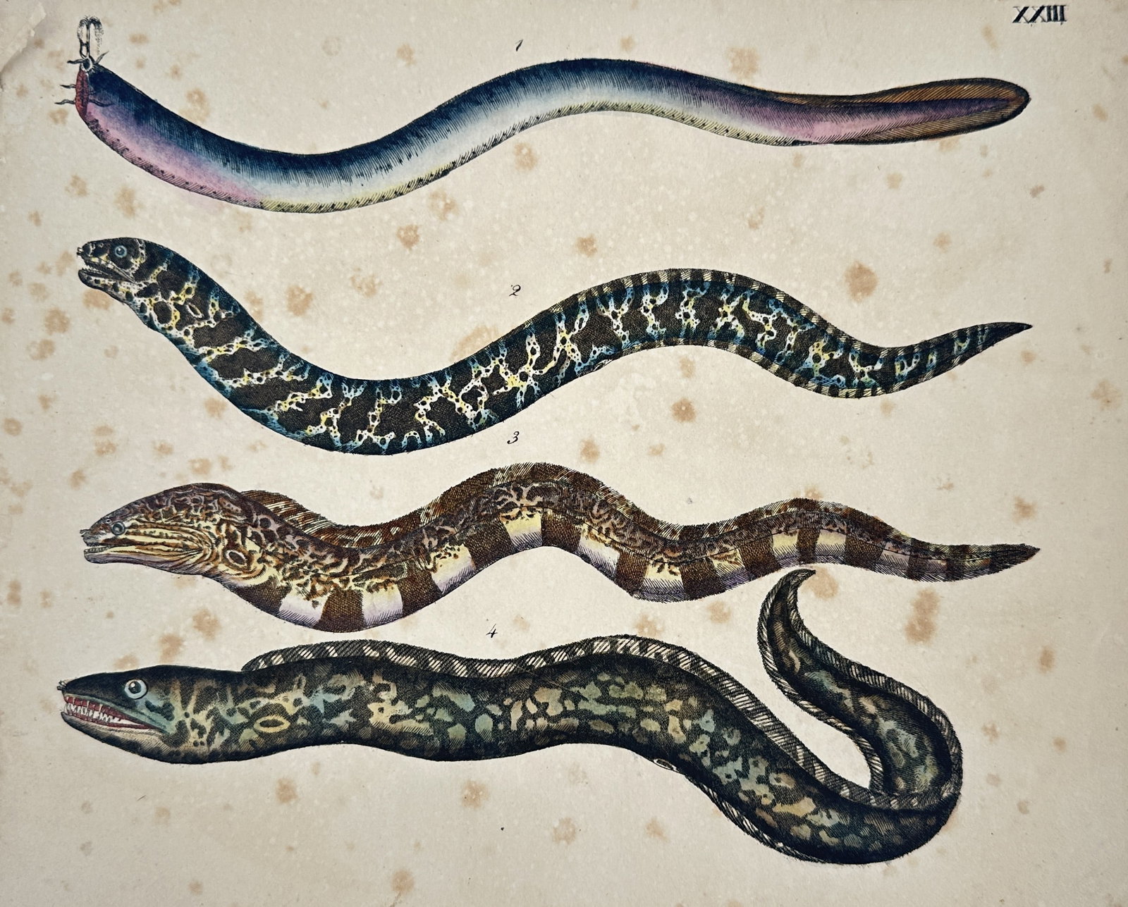 Marcus Elieser Bloch – View of Muræna and Eels – Hand-coloured copper engraving (1785–1797): "Fische" is a hand-coloured copper engraving depicting four distinct species of eels, including a spotted moray eel and various slender species with intricate skin patterns and undulating bodies, sour