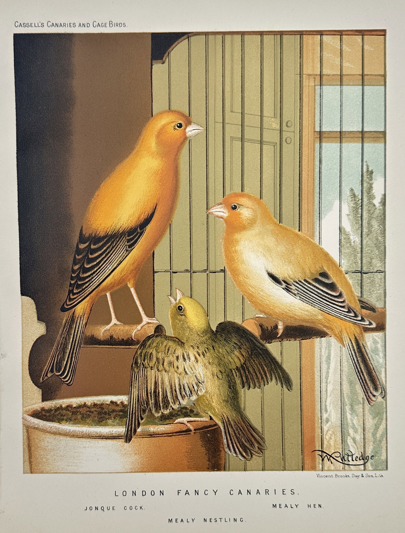 William Rutledge (1845–1912) – View of London Fancy Canaries – Chromolithograph (c.: "London Fancy Canaries" is a chromolithograph illustrating a jonque cock, a mealy hen, and a mealy nestling in a domestic aviary setting, sourced from the series The Illustrated Book of Canaries and C
