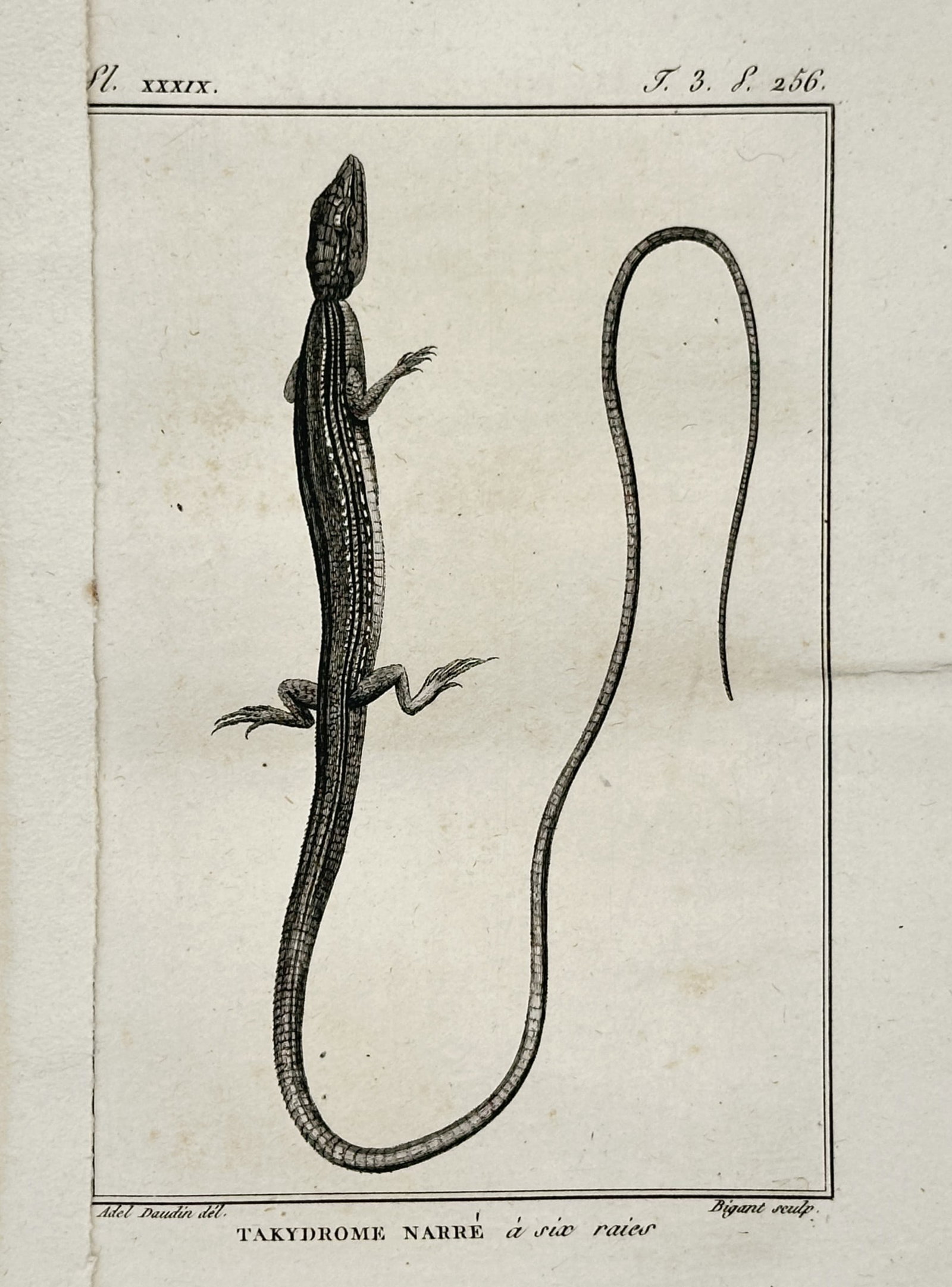 Georges-Louis Leclerc, Comte de Buffon – Study of a Six-Striped Long-Tailed Lizard – Engraving: "Takydrome Narré à six raies" presents a detailed herpetological illustration of a long-tailed grass lizard, specifically focusing on its exceptionally elongated tail and the six distinctive longitu