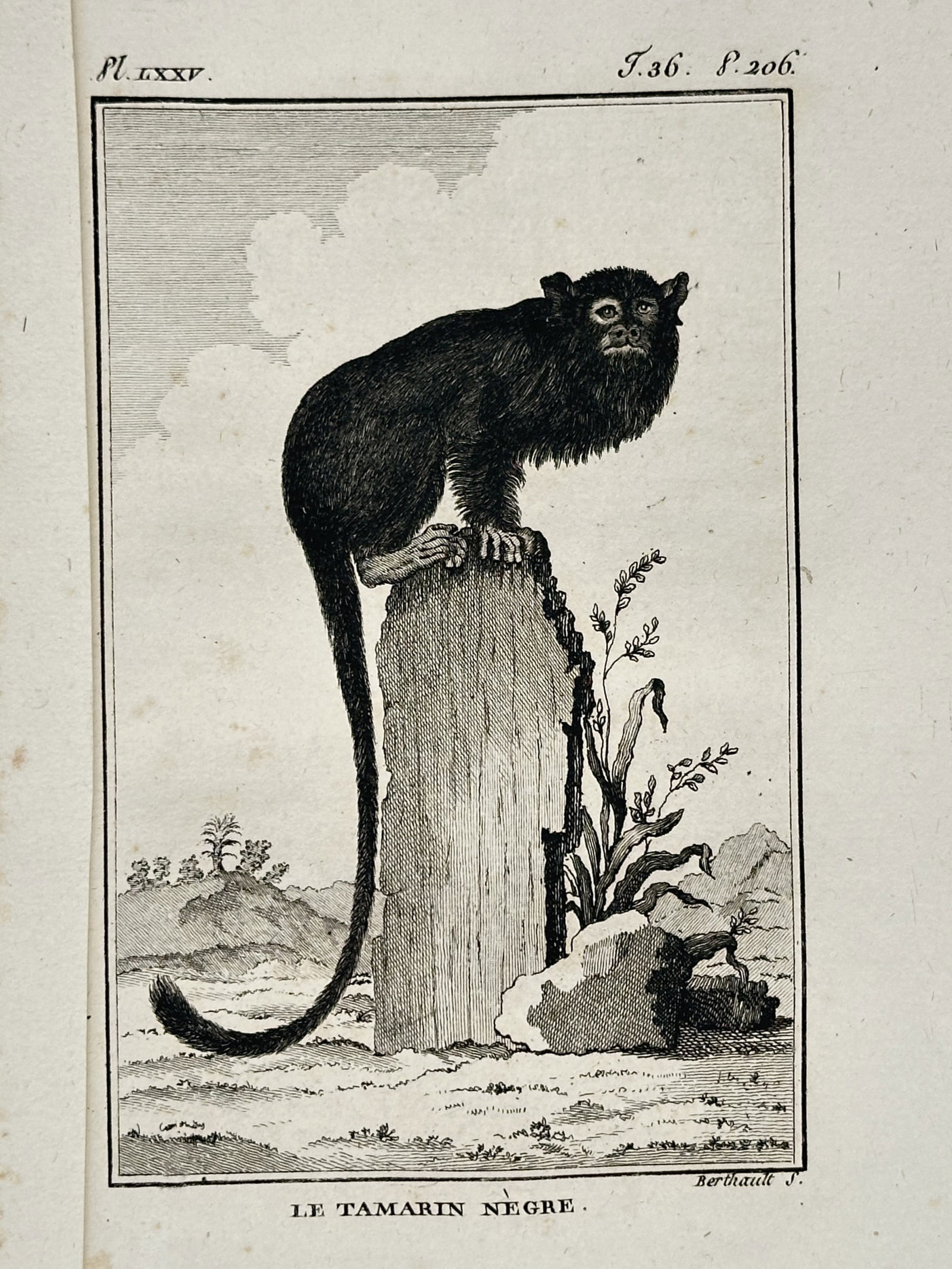 Georges-Louis Leclerc, Comte de Buffon – Study of a Black Tamarin – Engraving (1800): "Le Tamarin Negre" presents a detailed zoological illustration of a black tamarin perched atop a wooden post within a stylized natural landscape. The engraving highlights the primate's thick dark fur,