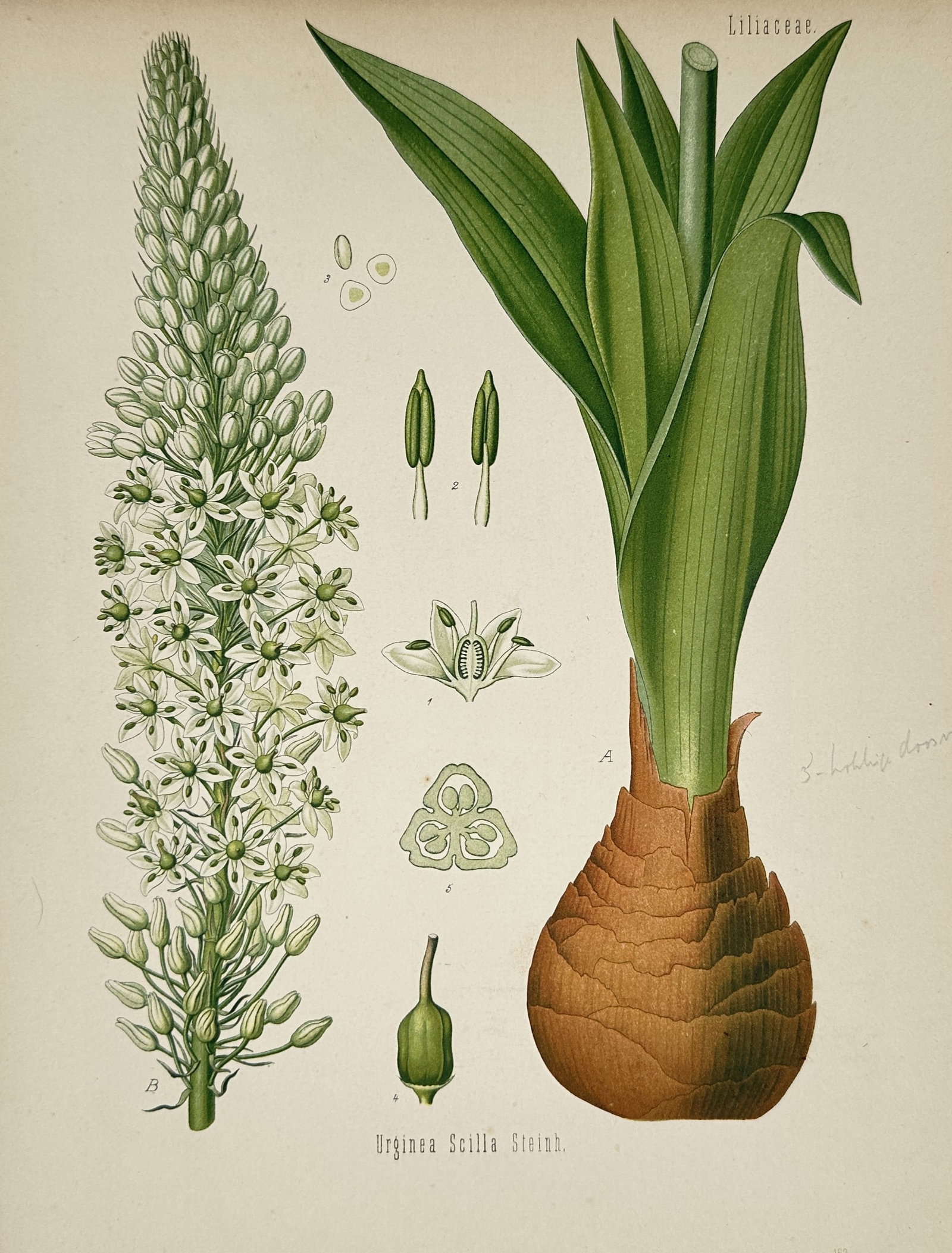 Franz Eugen Köhler (1889–1913) – Botanical Study of the Sea Squill – Chromolithograph (1887): "Urginea Scilla Steinh." presents a comprehensive botanical illustration of the sea squill, a medicinal plant from the Liliaceae family. The composition features a detailed life-size rendering of the 