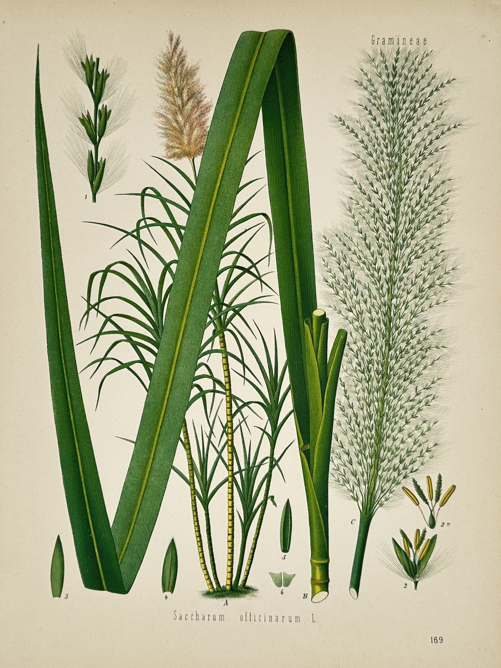 Franz Eugen Köhler (1889–1913) – Botanical Study of Sugar Cane – Chromolithograph (1887): "Saccharum officinarum L." presents a detailed botanical illustration of sugar cane, a member of the Gramineae family. The composition highlights the various anatomical features of the plant, includin