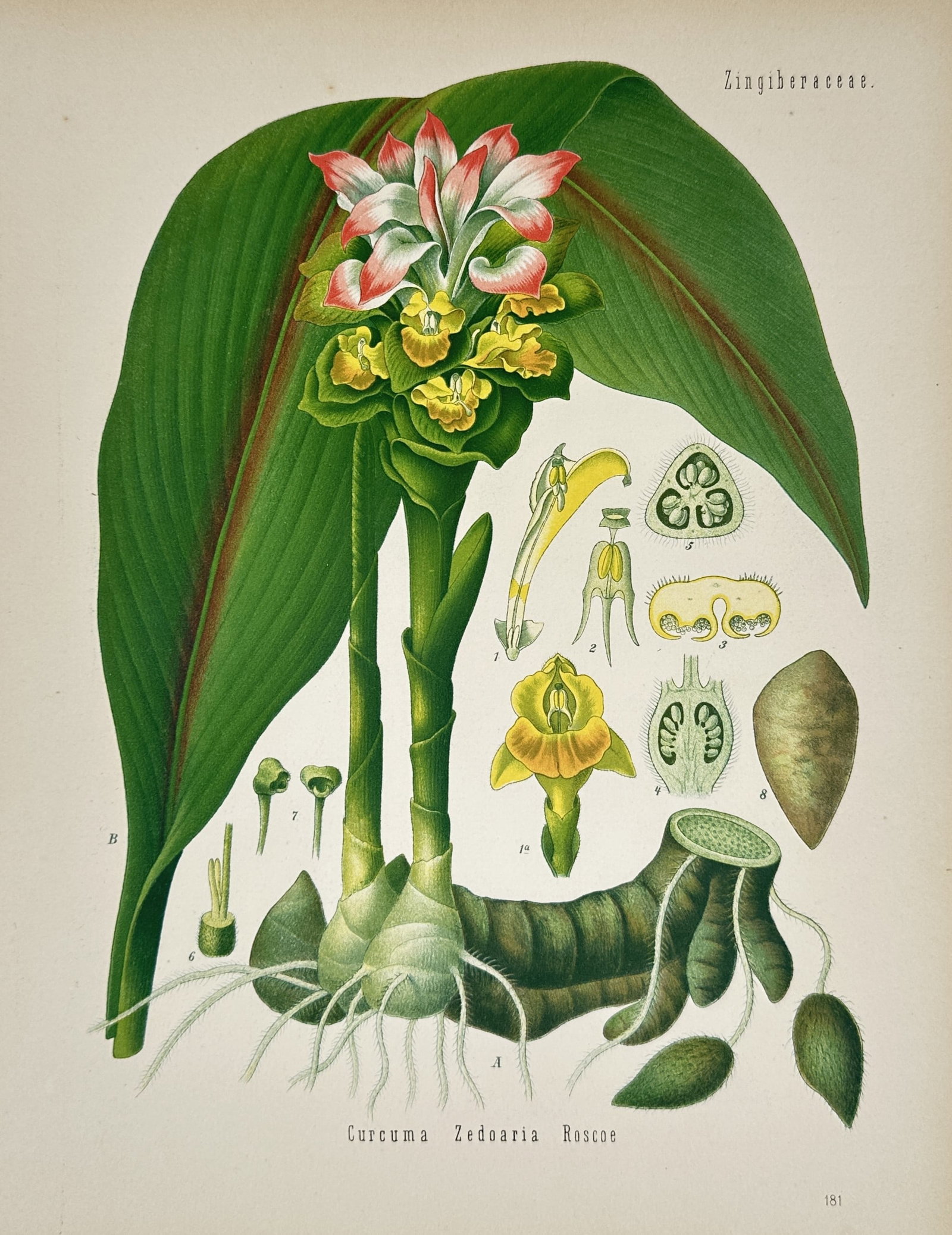 Franz Eugen Köhler (1889–1913) – Botanical Study of White Turmeric – Chromolithograph (1887): "Curcuma Zedoaria Roscoe" presents a comprehensive botanical illustration of white turmeric or zedoary, a plant from the Zingiberaceae family known for its aromatic rhizomes and medicinal uses. The co