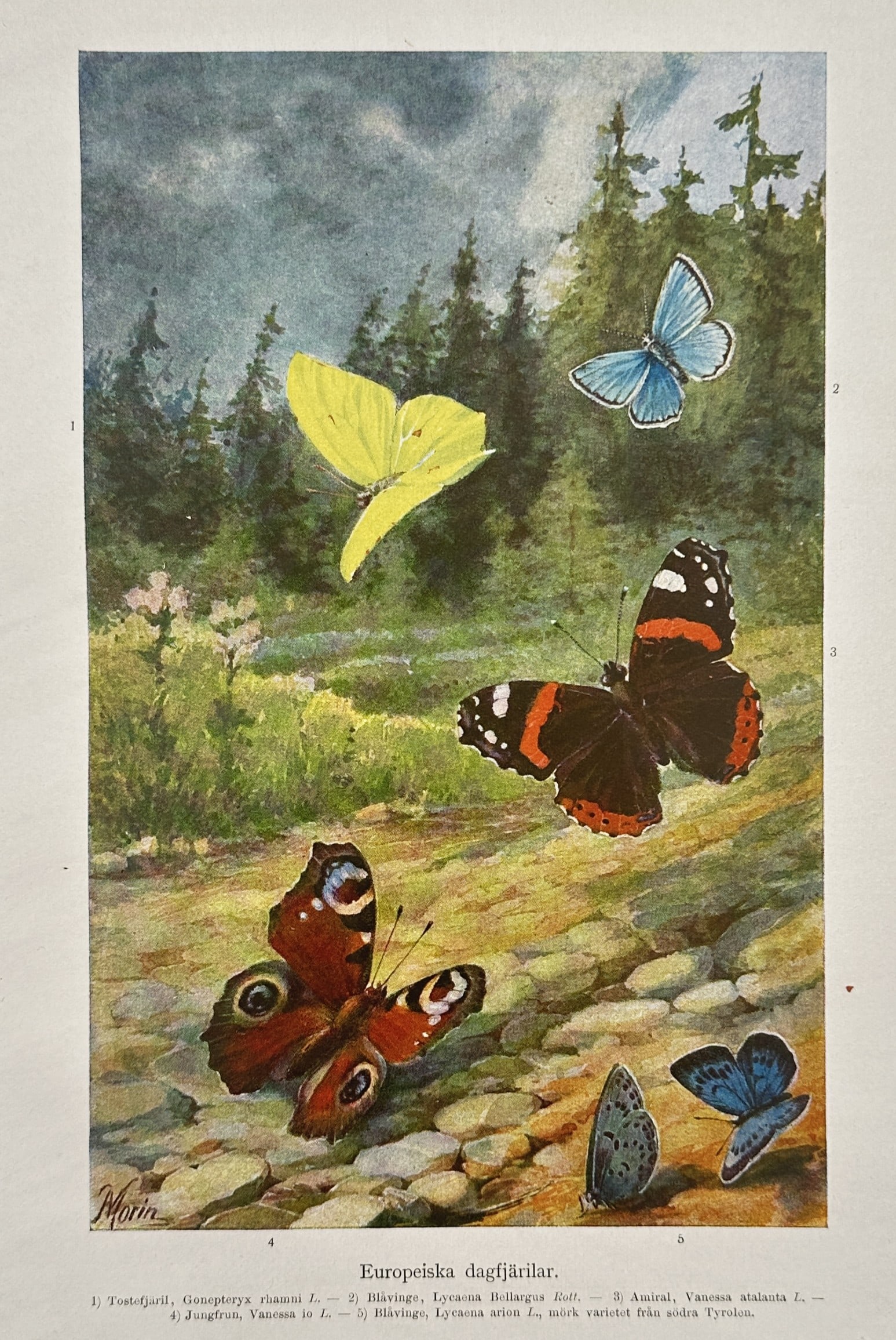 Alfred Brehm (publisher) – European Butterflies in a Natural Landscape – Chromolithograph (1892): "Europeiska dagfjärilar" illustrates several species of European butterflies within a sunlit forest clearing. The composition features a vibrant yellow brimstone, a red admiral, a peacock butterfly w