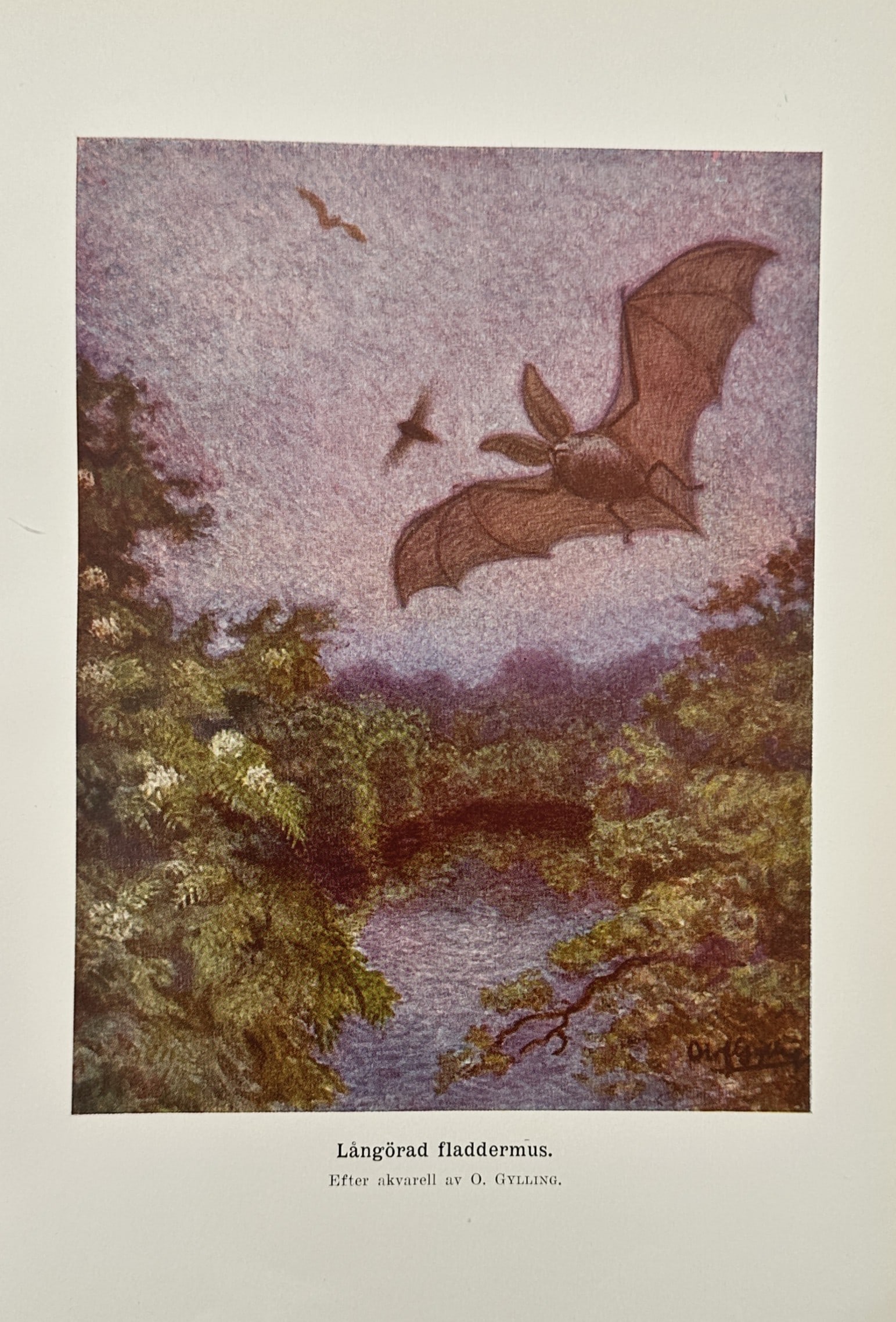 Alfred Brehm (publisher) – Study of a Brown Long-eared Bat – Chromolithograph (1892): "Långörad fladdermus" portrays a brown long-eared bat in flight against a twilight sky, silhouetted above a dense forest and a tranquil body of water. The illustration emphasizes the species' dispro